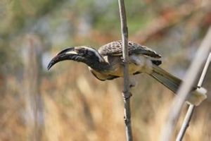 黑嘴斑犀鳥 黑嘴斑犀鳥