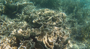 玫瑰珊瑚 玫瑰珊瑚