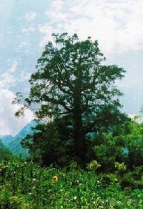 湖北鐵堅杉王 湖北鐵堅杉王