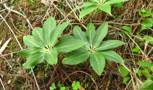 神農架冬青 神農架冬青