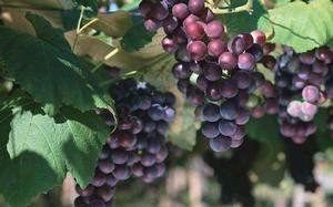 綠色食品:葡萄 綠色食品:葡萄