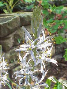 一種克美蓮屬植物的花(Camassia cusickii)