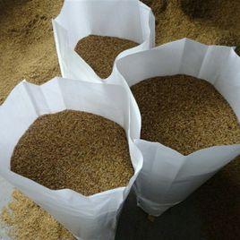 食用蠅蛆 食用蠅蛆