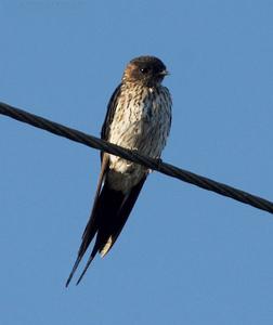 斑腰燕指名亞種（圖5）