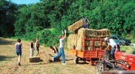 世界有機農場機會組織 世界有機農場機會組織