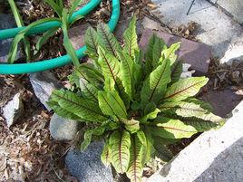 紅脈酸模 紅脈酸模