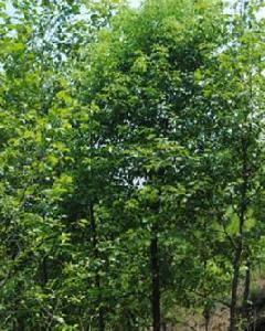 榿木枝梢 榿木枝梢