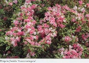 花葉錦帶花 花葉錦帶花