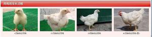 “肉雞”[用於肉產的飼養雞]