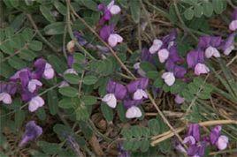 三齒萼野豌豆 三齒萼野豌豆