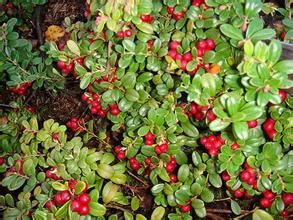 短序越桔 短序越桔