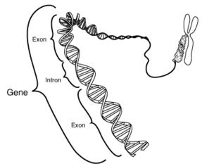 染色體定位 染色體定位