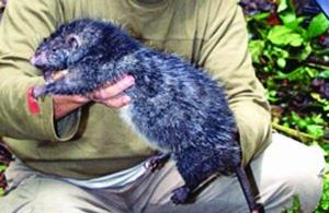 老鼠[齧齒目動物]