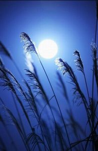 歐洲藥品質量管理局 歐洲藥品質量管理局