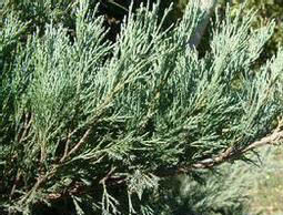 松潘叉子圓柏(變種) 松潘叉子圓柏(變種)