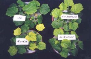 逆境生理 逆境生理