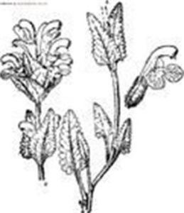 三角齒馬先蒿 三角齒馬先蒿