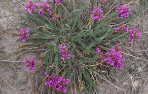 腎瓣棘豆 腎瓣棘豆