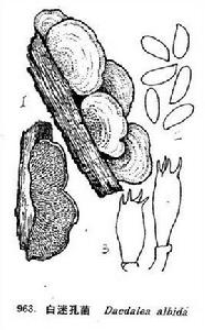 白迷孔菌 白迷孔菌