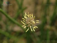 銀鱗荸薺 銀鱗荸薺