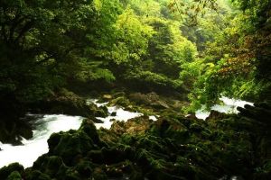 茂蘭喀斯特森林