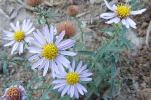 台東阿爾泰狗娃花