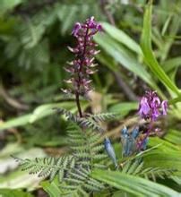 寶興龍膽 寶興龍膽