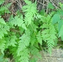 大葉薄鱗蕨 大葉薄鱗蕨