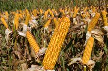 夏玉米抗倒增產技術