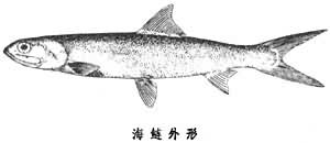 海鰱 海鰱