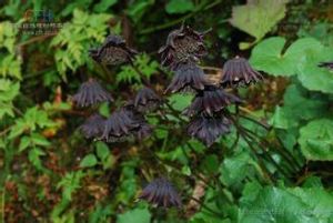 黑垂頭菊 黑垂頭菊