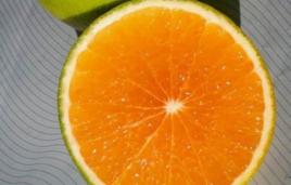 紅金雜柑 紅金雜柑