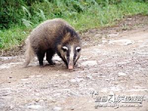 豬獾 豬獾