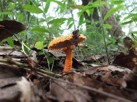 紅鱗花邊傘 紅鱗花邊傘