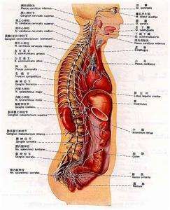 肌內神經器 肌內神經器