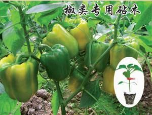 辣椒專用砧木