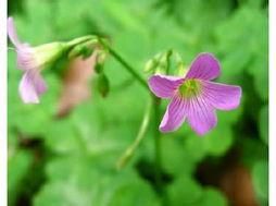 緊密酢漿草 緊密酢漿草