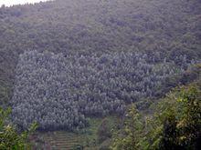 瓦那村直桿桉經濟林