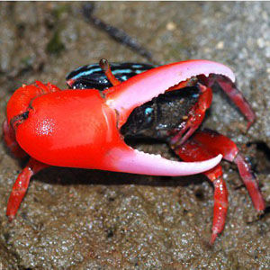 紅豆招潮蟹