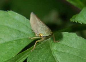 白頭片角葉蟬 白頭片角葉蟬