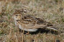 小雲雀喜馬拉雅亞種