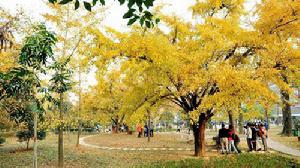 長興十里銀杏長廊