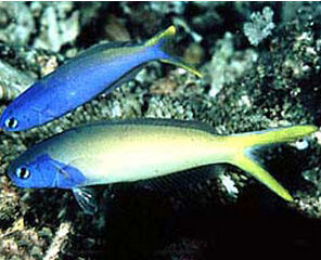 藍面鴛鴦 藍面鴛鴦