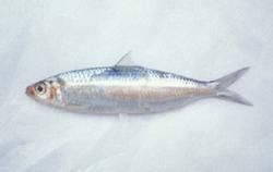 勃氏鈍腹鯡 勃氏鈍腹鯡