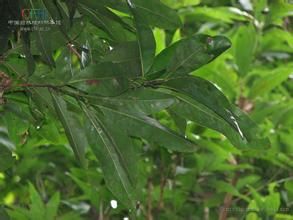粉背瓊楠(原變種) 粉背瓊楠(原變種)