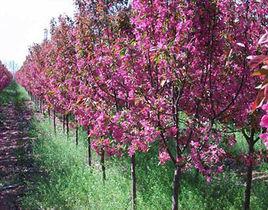 艾麗[蘋果屬海棠栽培品種]