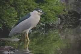 博寧島夜鷺 博寧島夜鷺