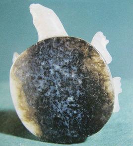 商俏色玉鱉經 商俏色玉鱉經