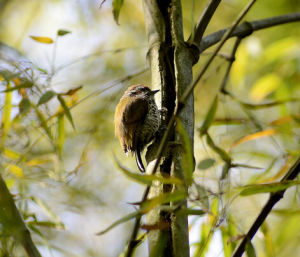 鱗斑姬啄木鳥 鱗斑姬啄木鳥
