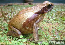 金背蟾蜍 金背蟾蜍